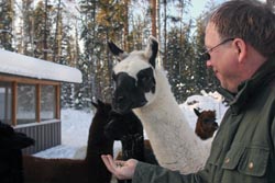 Flat World Alpaca Farm, NWT Canada