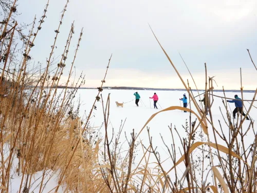 A group of people nordic ski with their dog in Lac La Biche