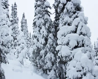 Tree skiing Powder King