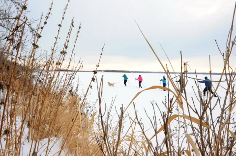 A group of people nordic ski with their dog in Lac La Biche