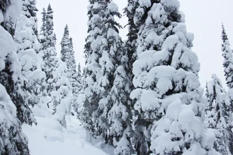 Tree skiing Powder King