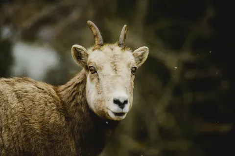 Waterton National Park