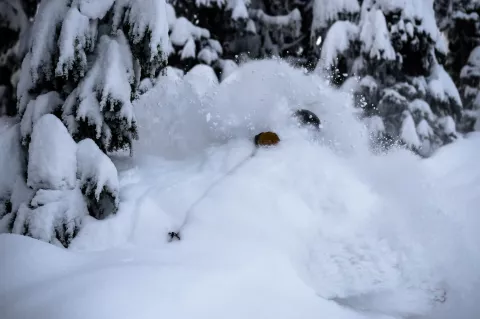 Whistler Blackcomb