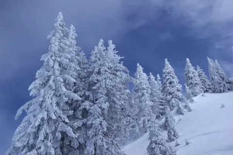 Trees on Mountain