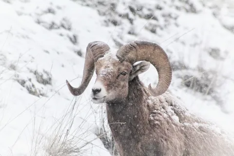 Big Horn Sheep in Radium 