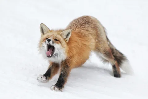 Fox at Sun Peaks