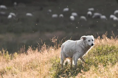 Walking dog for Ski Season